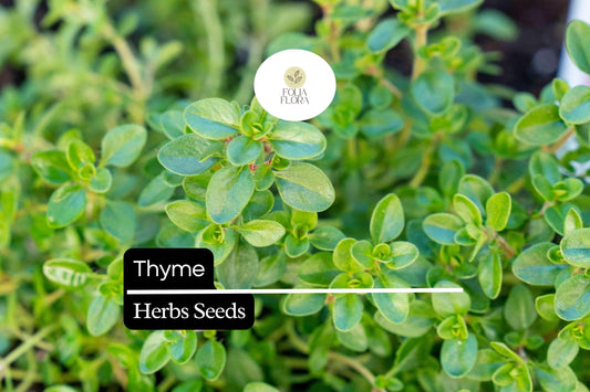 100mg Thyme Seeds Thymus vulgaris | Aromatic Herb, Heirloom, Non-GMO, Perennial, Culinary Uses, Pollinator-Friendly