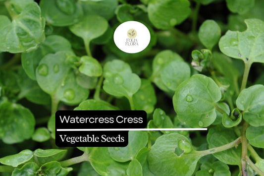 1000 Seeds Watercress Cress (Nasturtium officinale) â€“ Nutrient-Packed Aquatic Green for Salads and Garnishes