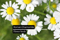 2000 Roman Chamomile Seeds â€“ Fragrant Tea Herb, Ground Cover