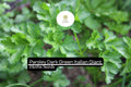 1g Parsley Dark Green Italian Giant Seeds | Petroselinum crispum | Heirloom, Non-GMO Herb | Robust & Flavorful