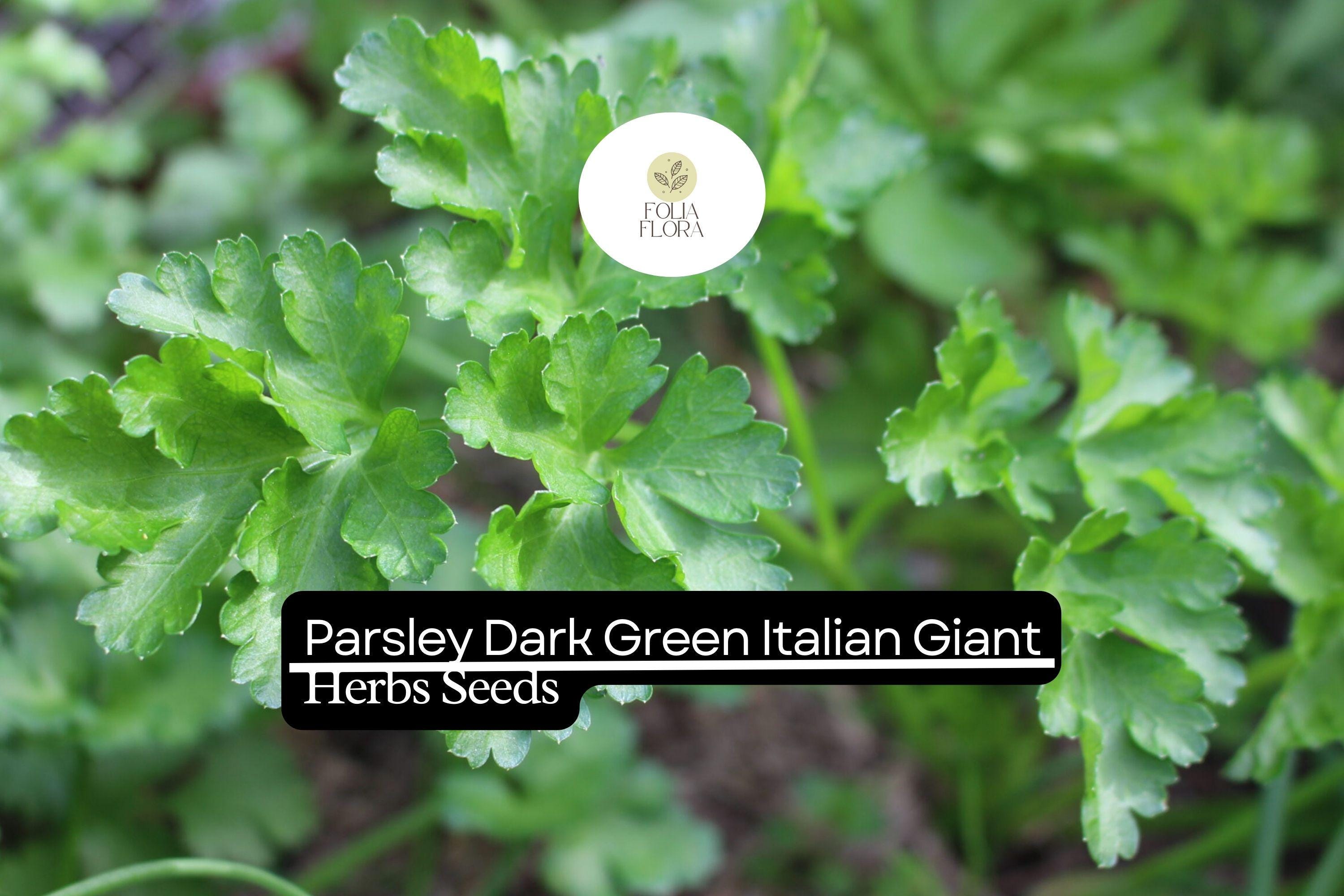 1g Parsley Dark Green Italian Giant Seeds | Petroselinum crispum | Heirloom, Non-GMO Herb | Robust & Flavorful
