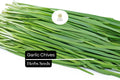 Garlic Chives Seeds | Heirloom Allium tuberosum, Pollinator-Friendly