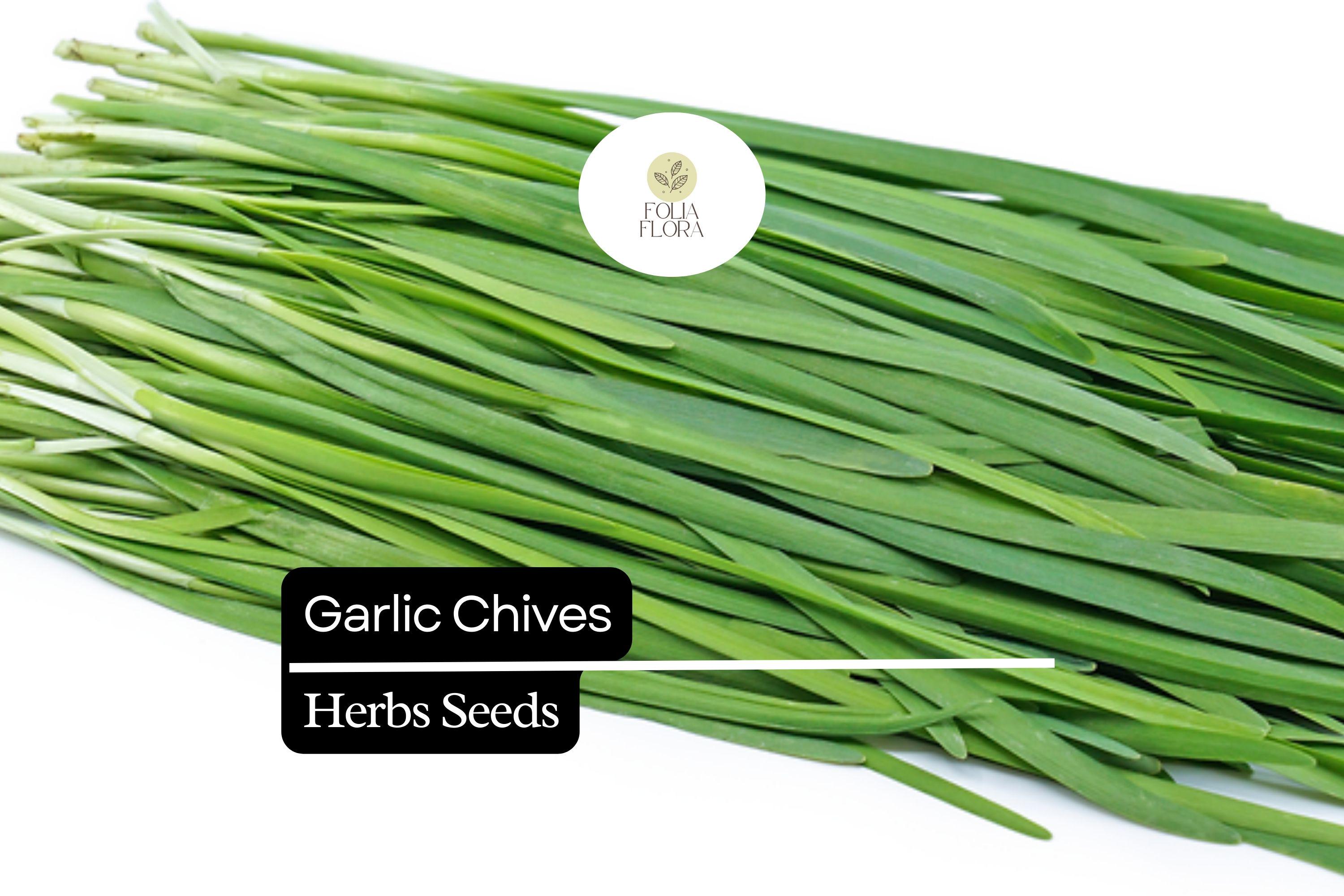 Garlic Chives Seeds | Heirloom Allium tuberosum, Pollinator-Friendly