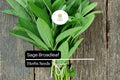 300mg Sage Broadleaf Seeds | Salvia officinalis | Heirloom, Non-GMO Culinary Herb | Aromatic