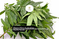 Huacatay Black Mint Seeds | Tagetes Minuta, Aromatic Herb