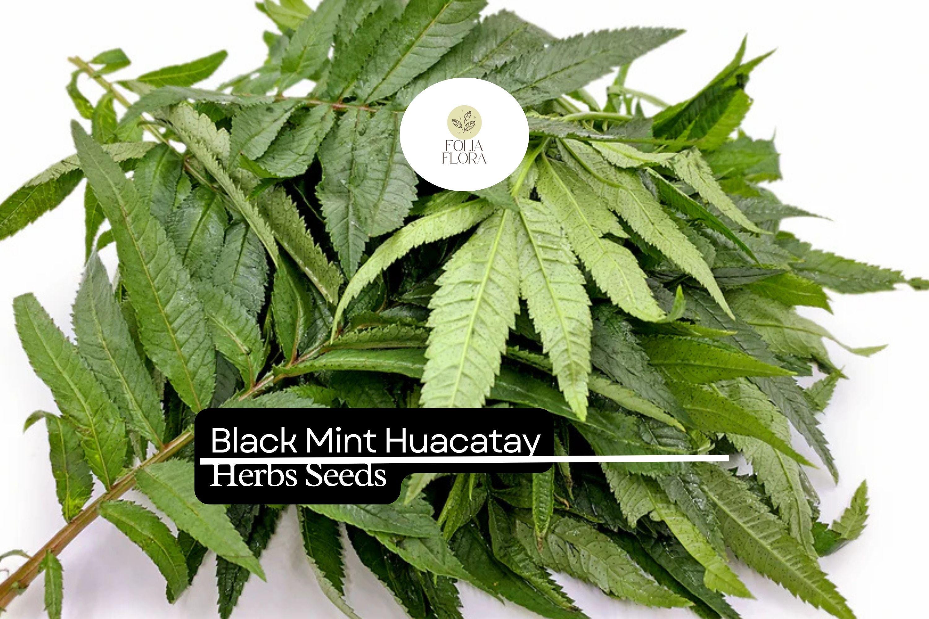 Huacatay Black Mint Seeds | Tagetes Minuta, Aromatic Herb