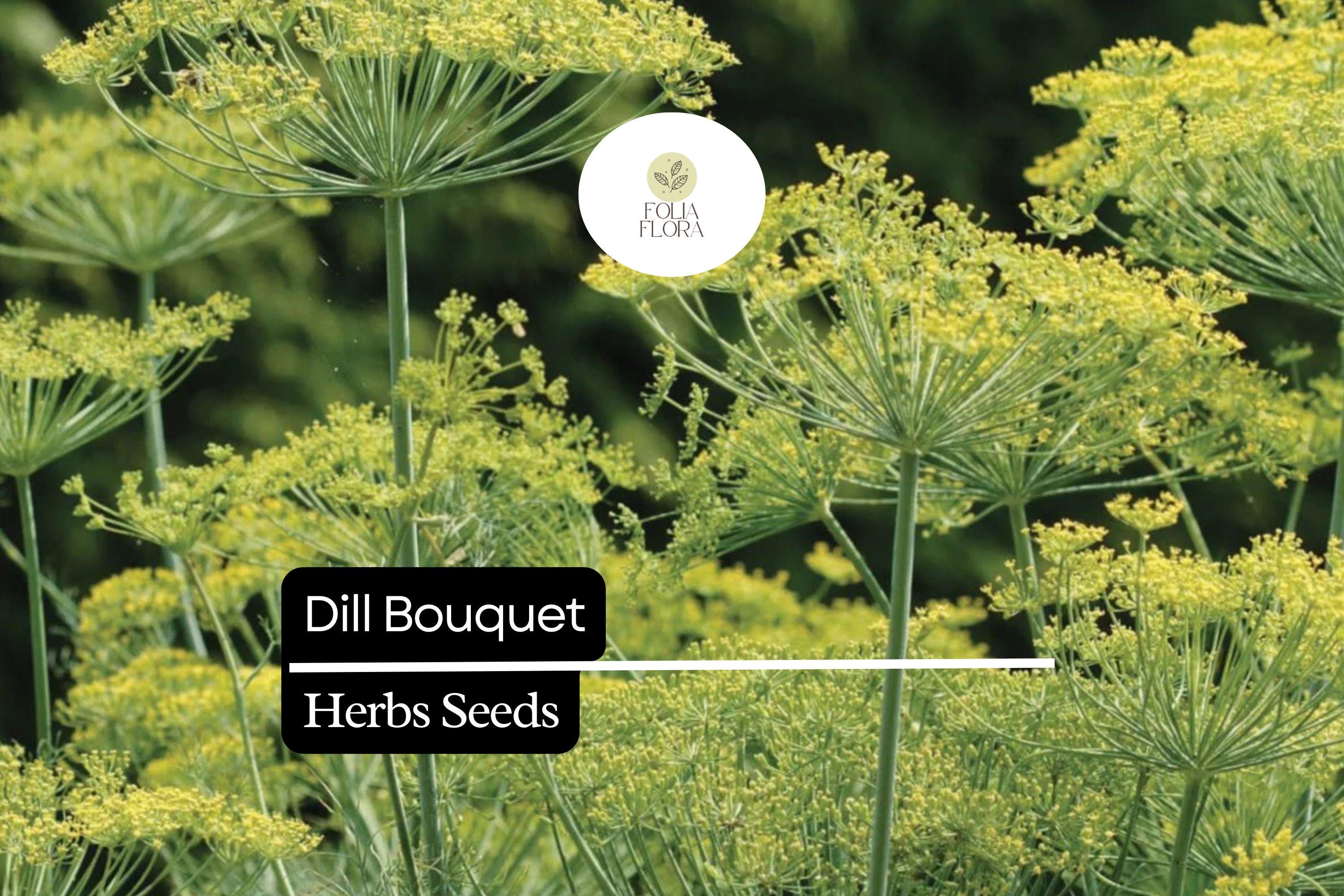 Dill Bouquet Seeds | Aromatic Herb, Culinary & Medicinal