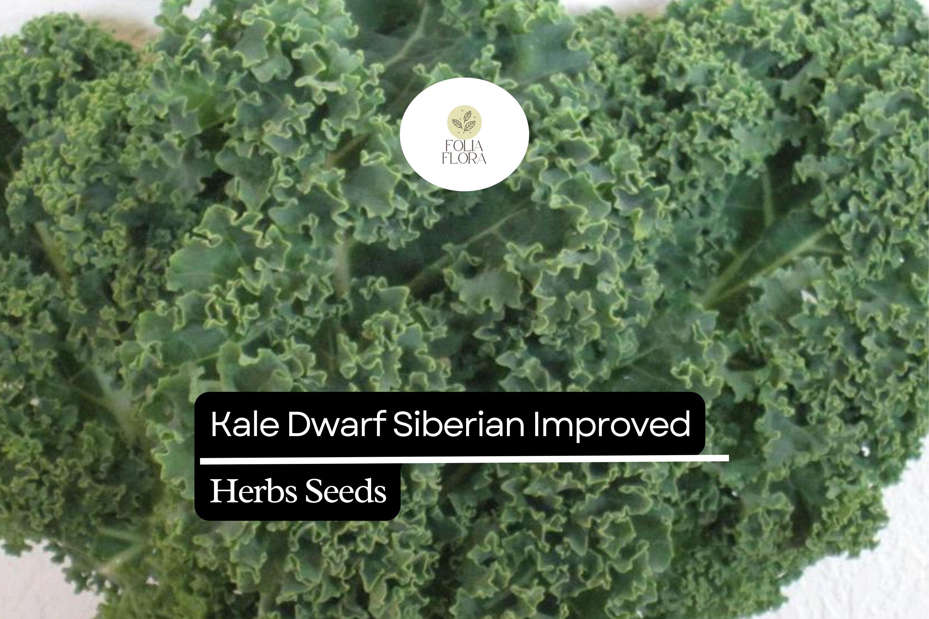 Dwarf Siberian Kale Seeds | Cold-Hardy, Heirloom, Easy to Grow