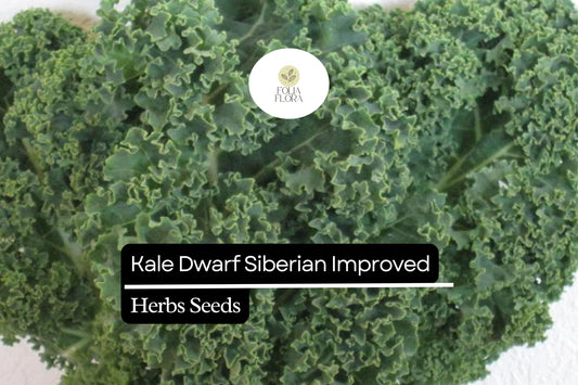 Dwarf Siberian Kale Seeds | Cold-Hardy, Heirloom, Easy to Grow