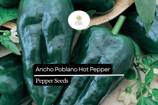 15 Seeds Ancho Poblano Pepper, Capsicum Annuum, Mildly Spicy and Versatile Chili for Cooking