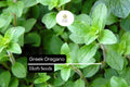 Greek Oregano Seeds â€“ Aromatic Culinary Herb, 2000 Seeds