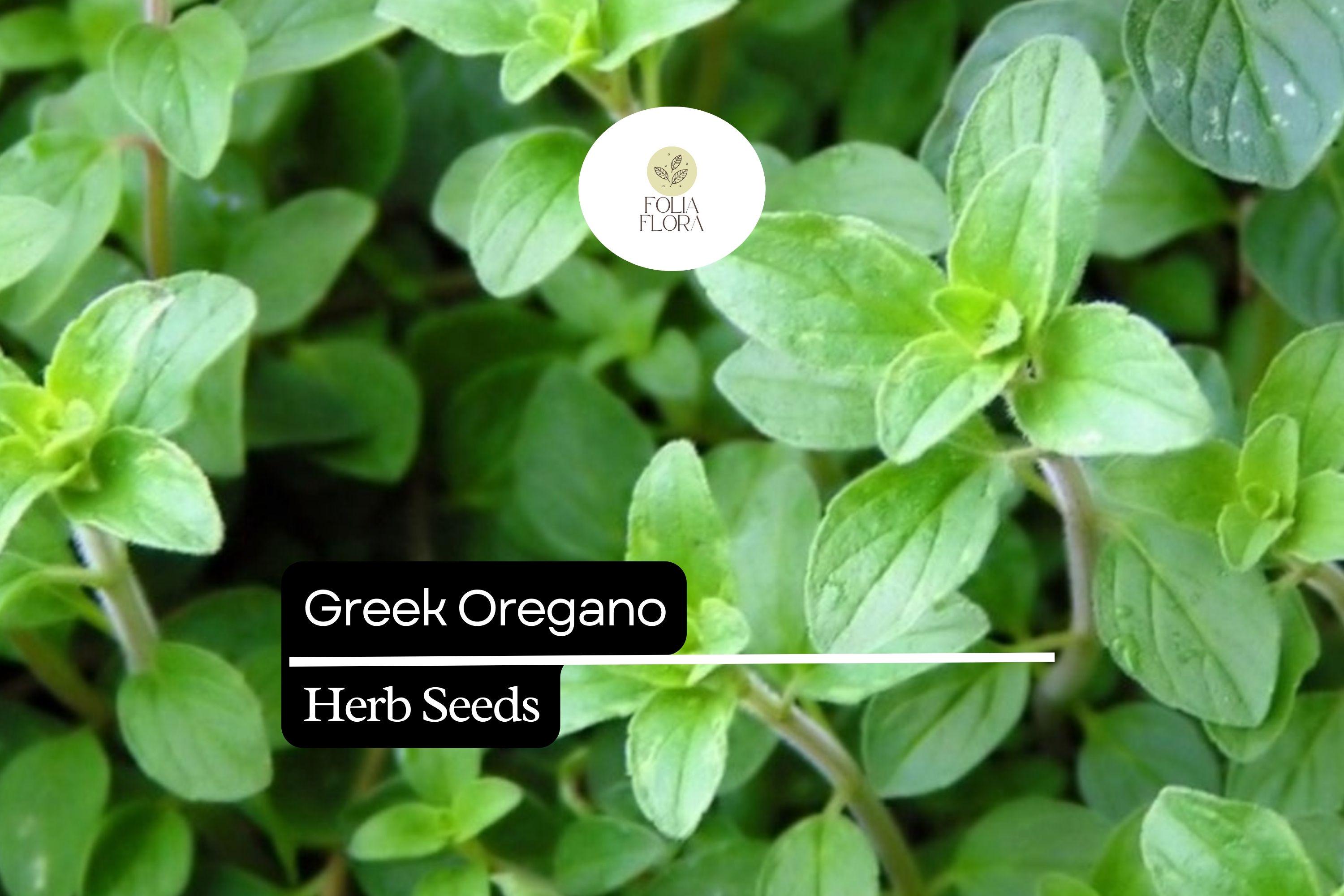 Greek Oregano Seeds â€“ Aromatic Culinary Herb, 2000 Seeds