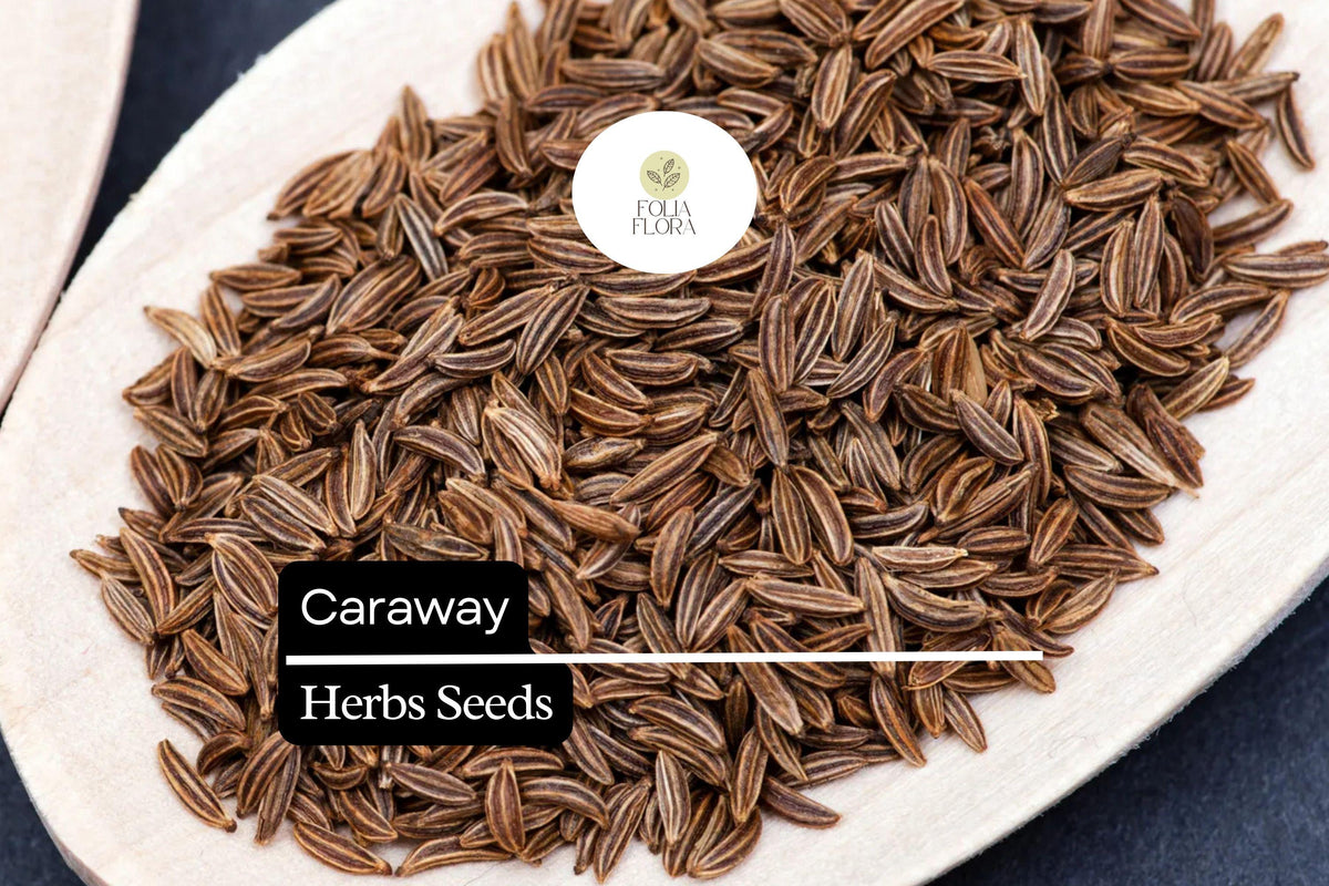 100 Seeds Caraway (Carum carvi) â€“ Aromatic Herb for Culinary