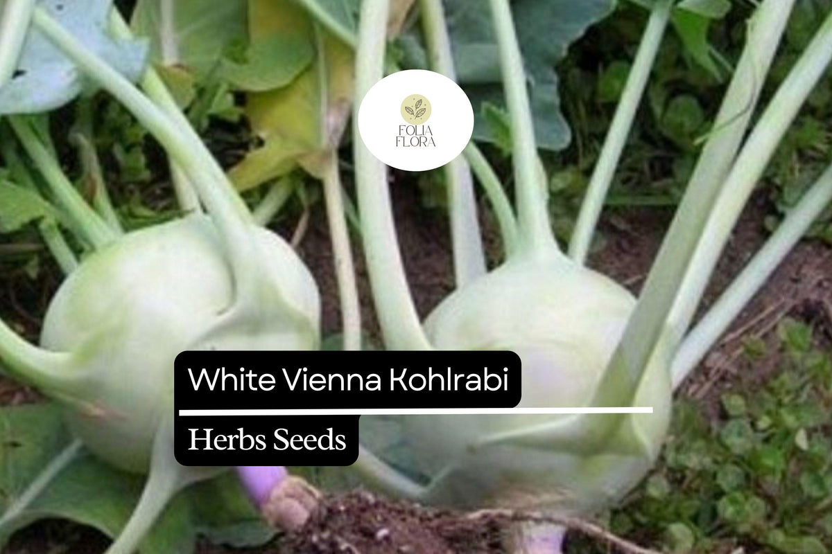 White Vienna Kohlrabi Seeds | Heirloom, Non-GMO, Easy Grow