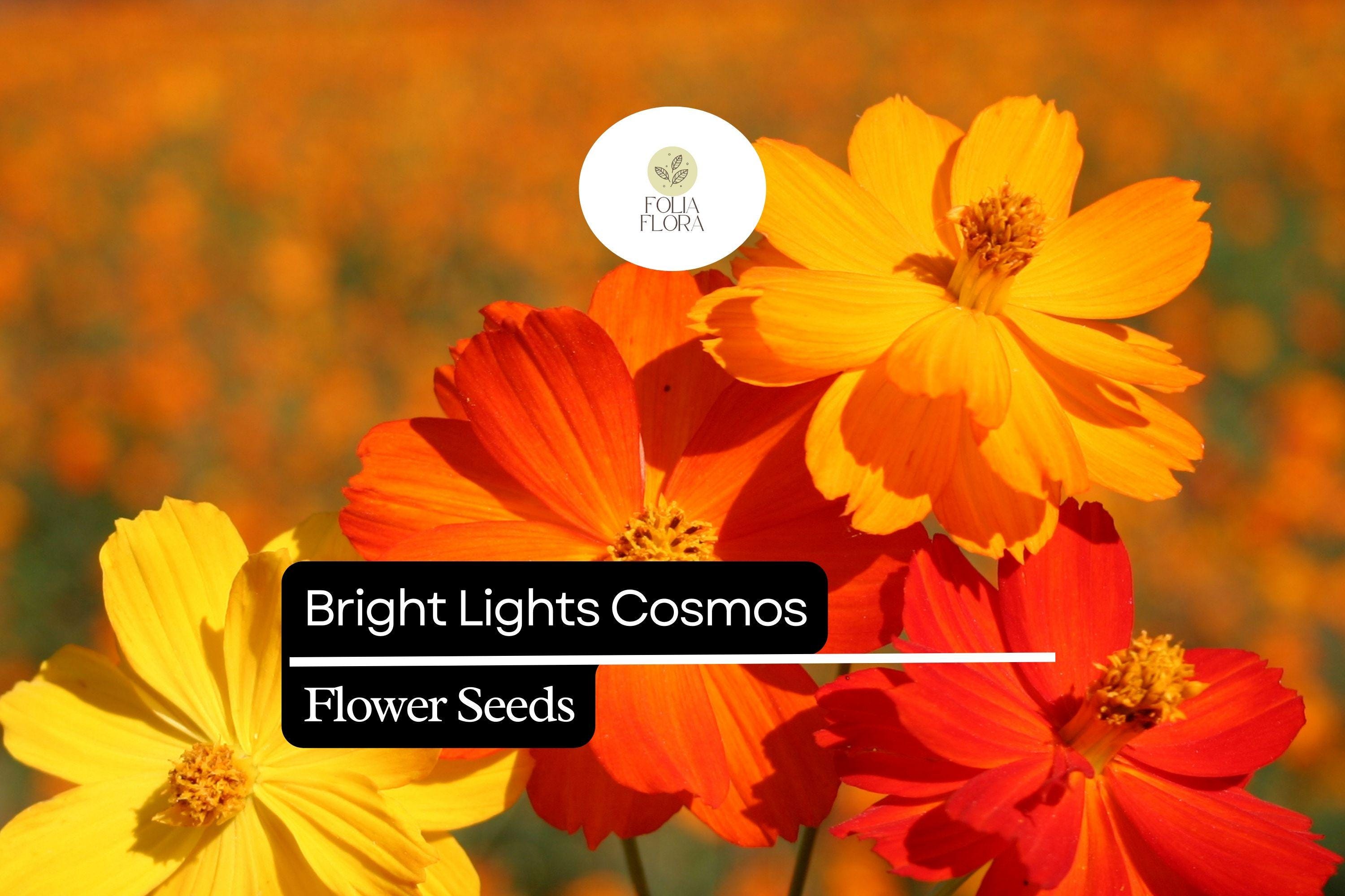 Bright Lights Cosmos Seeds – Vibrant Orange & Yellow Flowers, Easy to Grow, Pollinator-Friendly, Cosmos sulphureus