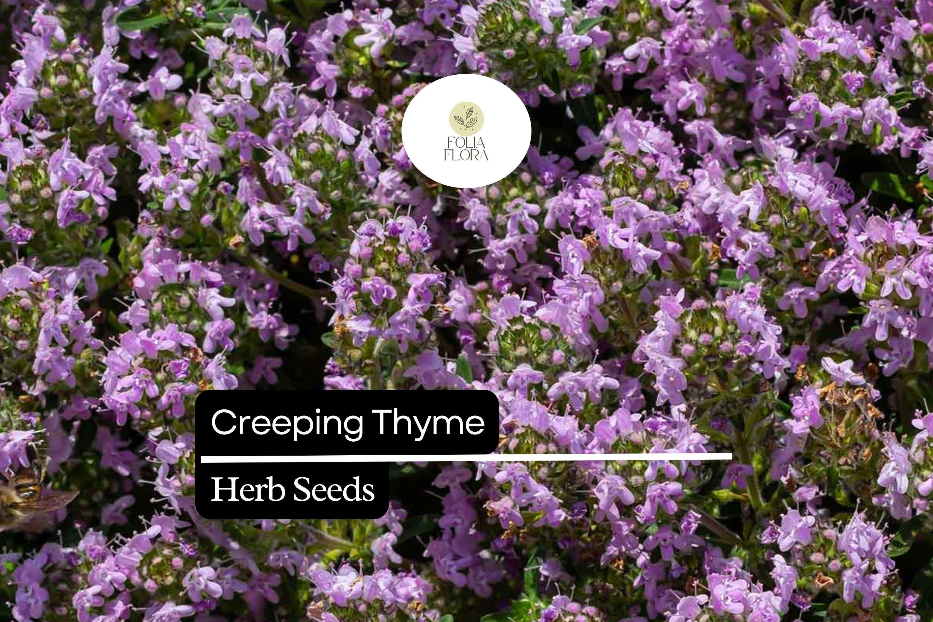 Creeping Thyme, Thymus Serpyllum, Low-Growing Ground Cover and Pollinator-Friendly Herb