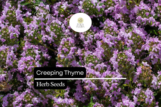 Creeping Thyme, Thymus Serpyllum, Low-Growing Ground Cover and Pollinator-Friendly Herb