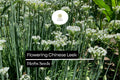 Flowering Chinese Leek Seeds | Heirloom Allium tuberosum, Edible Greens