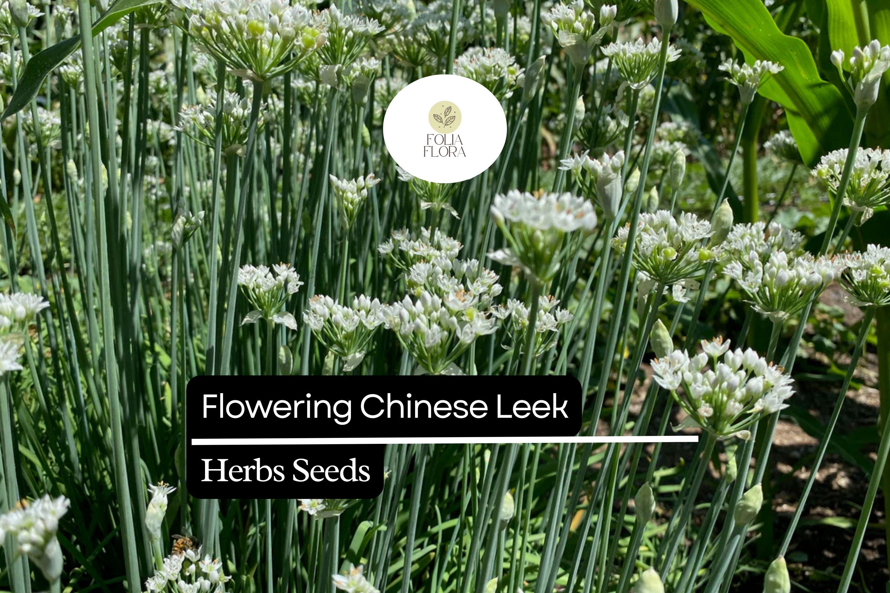 Flowering Chinese Leek Seeds | Heirloom Allium tuberosum, Edible Greens