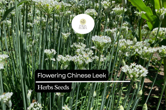 Flowering Chinese Leek Seeds | Heirloom Allium tuberosum, Edible Greens