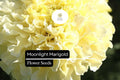 Moonlight Marigold - Tagetes Erecta - Pale Yellow Blooms - Elegant Marigold Variety for Pollinator-Friendly Gardens