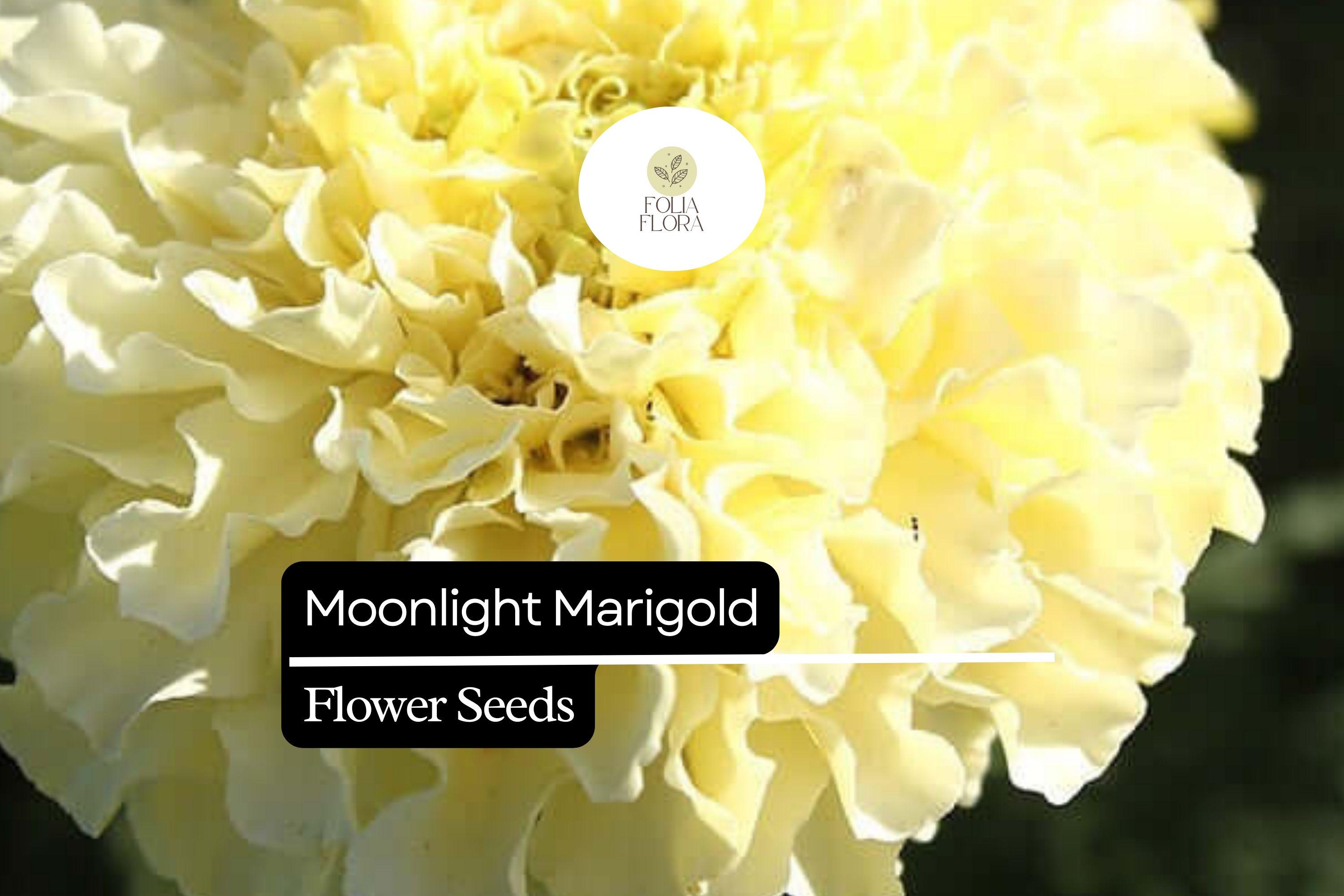 Moonlight Marigold - Tagetes Erecta - Pale Yellow Blooms - Elegant Marigold Variety for Pollinator-Friendly Gardens
