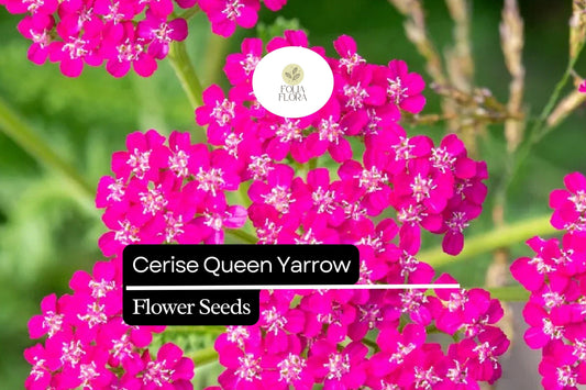 Cerise Queen Yarrow Seeds - Achillea Millefolium - Vibrant Pink Blooms for Pollinator Gardens & Drought Tolerance