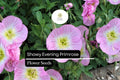 Showy Evening Primrose, Oenothera Speciosa, Pink Perennial Wildflower