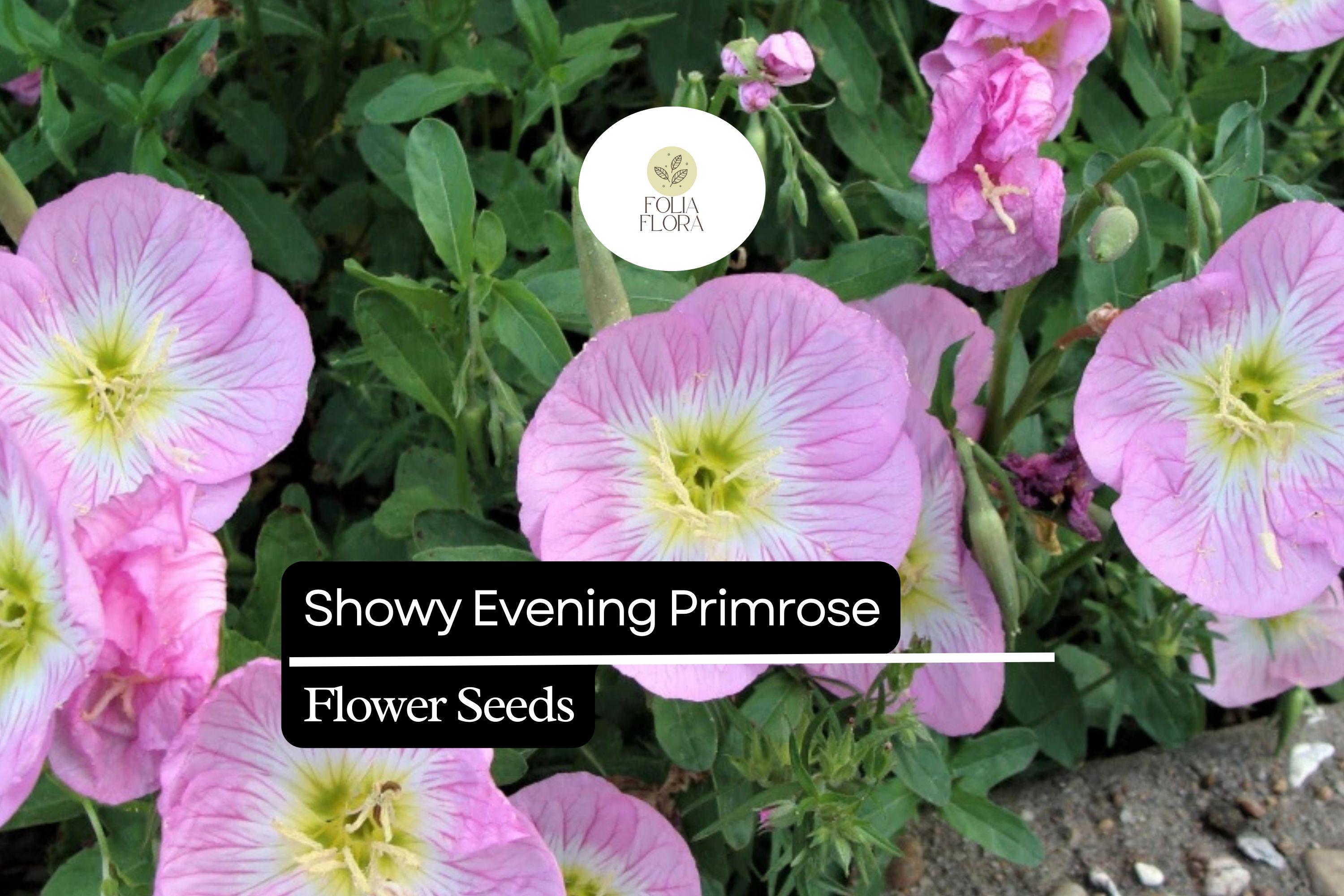 Showy Evening Primrose, Oenothera Speciosa, Pink Perennial Wildflower