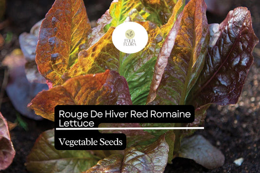 Rouge De Hiver Lettuce Seeds | Red Romaine, Heirloom Non-GMO (1g)