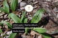 Wild Leek Seeds | Heirloom Ramp, Gourmet Onion-Garlic Flavor