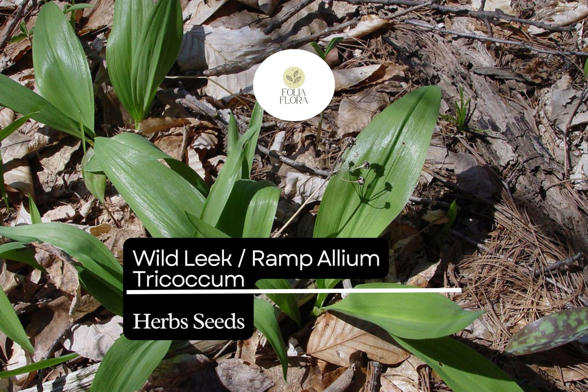 Wild Leek Seeds | Heirloom Ramp, Gourmet Onion-Garlic Flavor