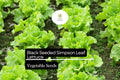 Black Seeded Simpson Lettuce Seeds | Heirloom, Fast-Growing Salad Green