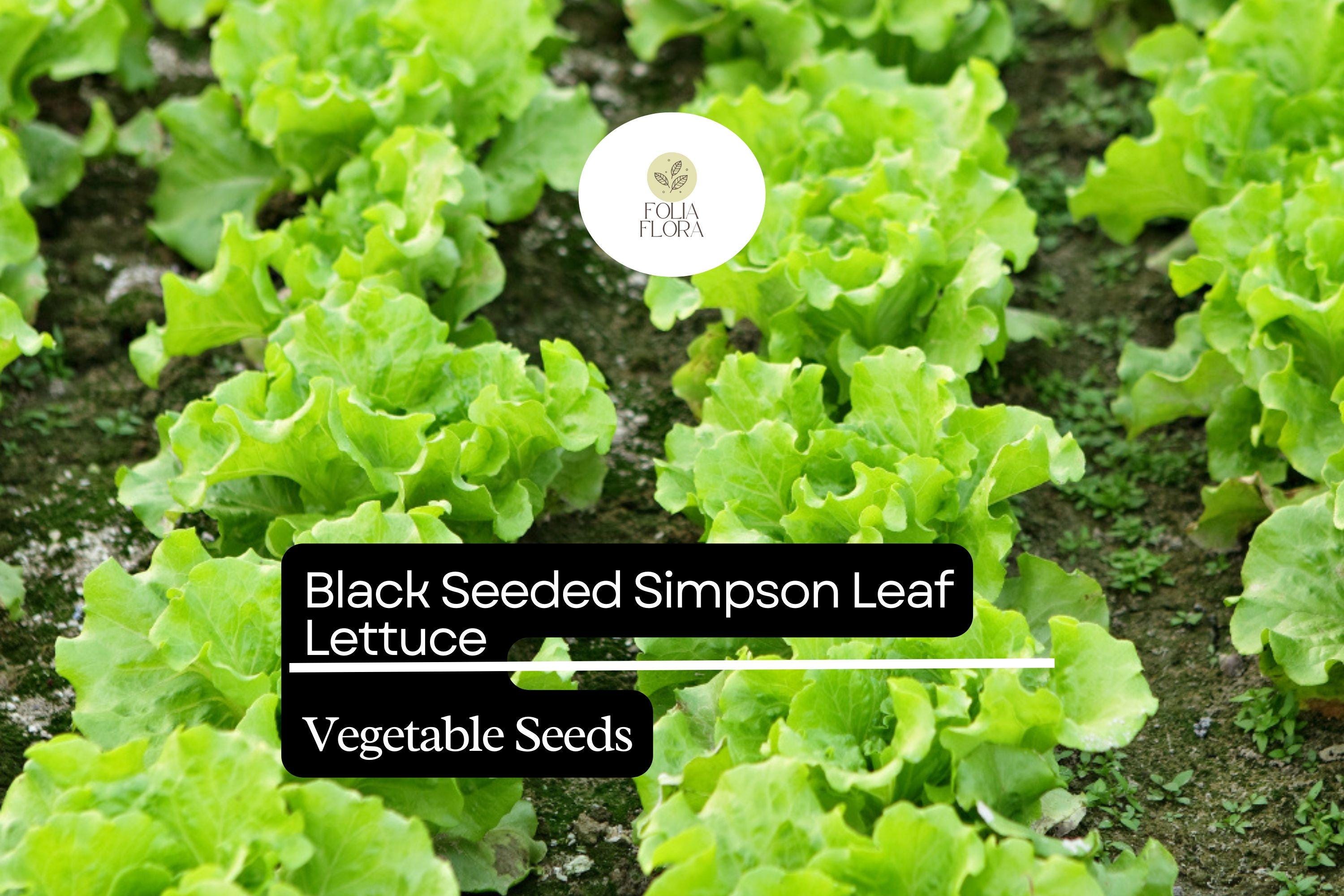Black Seeded Simpson Lettuce Seeds | Heirloom, Fast-Growing Salad Green