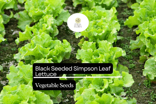 Black Seeded Simpson Lettuce Seeds | Heirloom, Fast-Growing Salad Green
