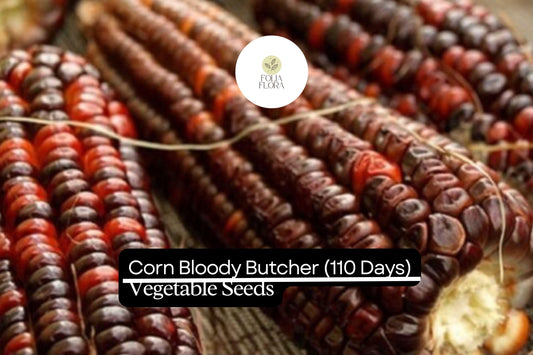 Bloody Butcher Corn (Zea mays) â€“ Heirloom Red Kernels for Flour & Decor