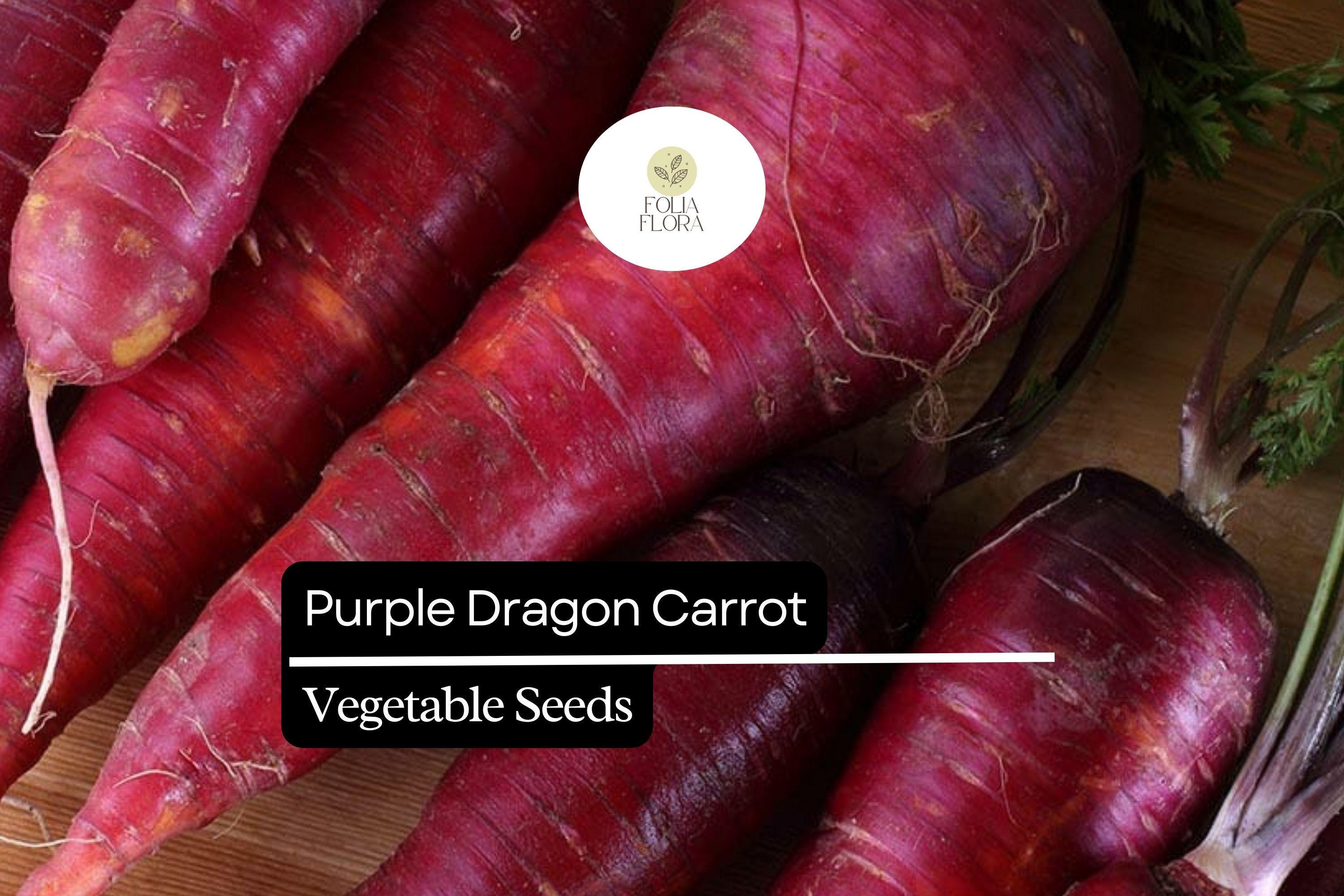 200 Purple Dragon Carrot Seeds, Heirloom Daucus Carota