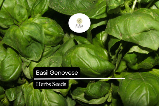 1000 Seeds Basil Genovese | Ocimum basilicum | Heirloom, Non-GMO Italian Herb | Aromatic & Flavorful