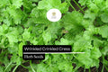 500 Seeds Wrinkled Crinkled Cress (Lepidium sativum) â€“ Tangy, Nutritious Microgreen & Salad Herb