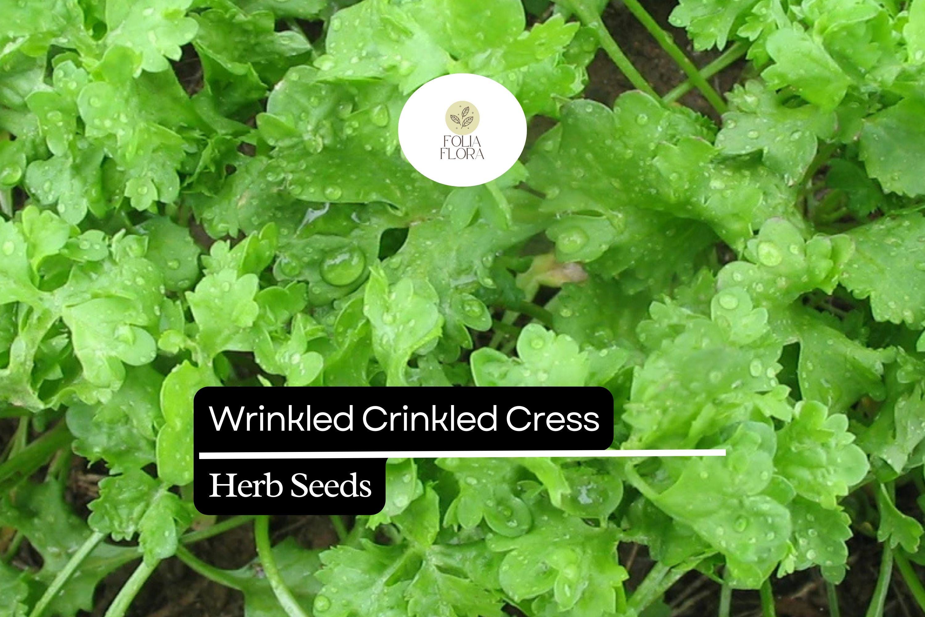 500 Seeds Wrinkled Crinkled Cress (Lepidium sativum) â€“ Tangy, Nutritious Microgreen & Salad Herb