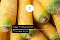 Solar Yellow Carrot Seeds â€“ Heirloom Daucus Carota Variety