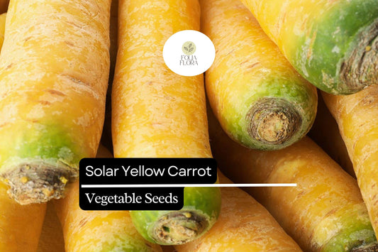 Solar Yellow Carrot Seeds â€“ Heirloom Daucus Carota Variety