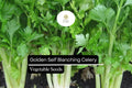 500 Seeds Golden Self-Blanching Celery (Apium graveolens) â€“ Heirloom Variety for Tender, Mild Stalks