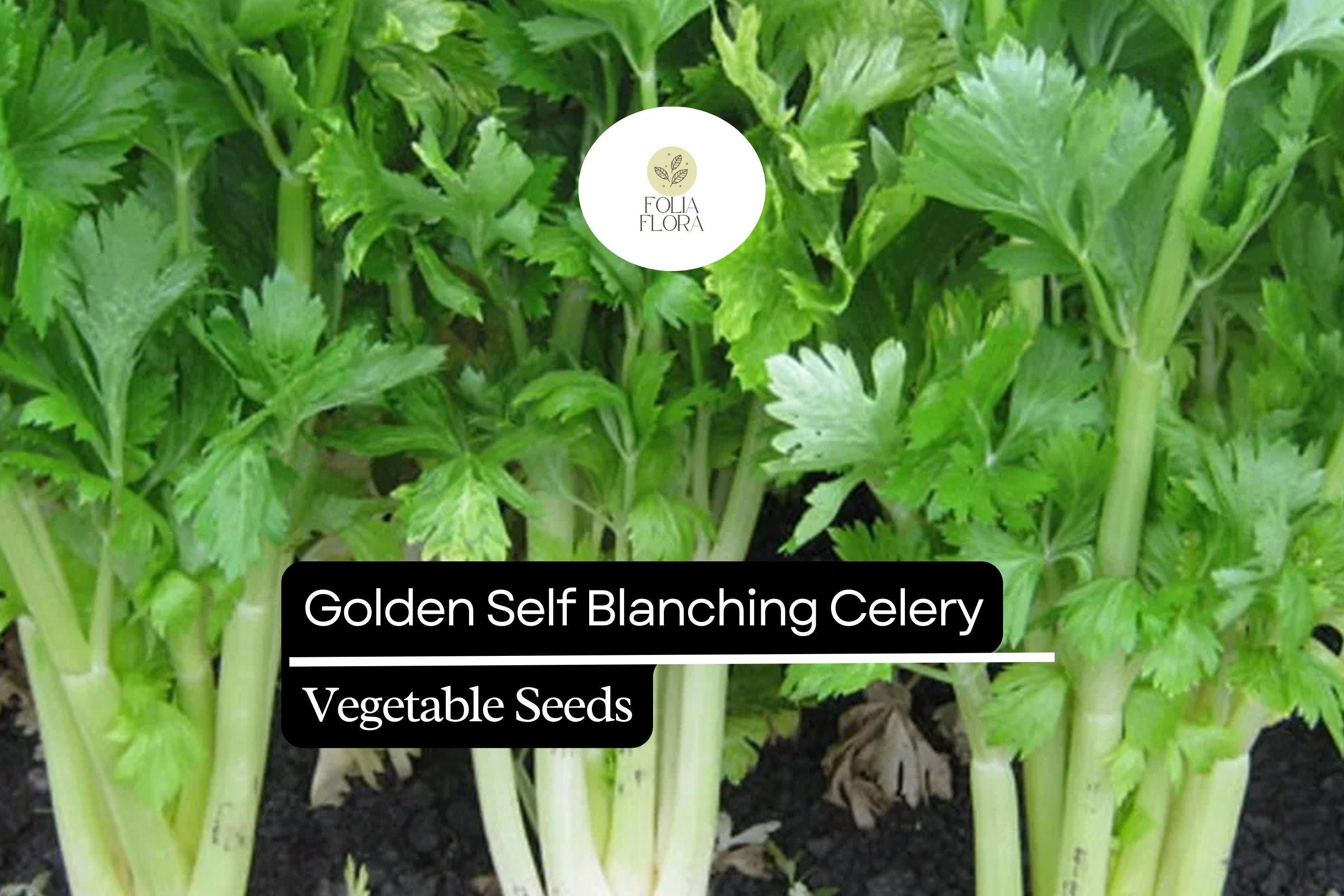 500 Seeds Golden Self-Blanching Celery (Apium graveolens) â€“ Heirloom Variety for Tender, Mild Stalks
