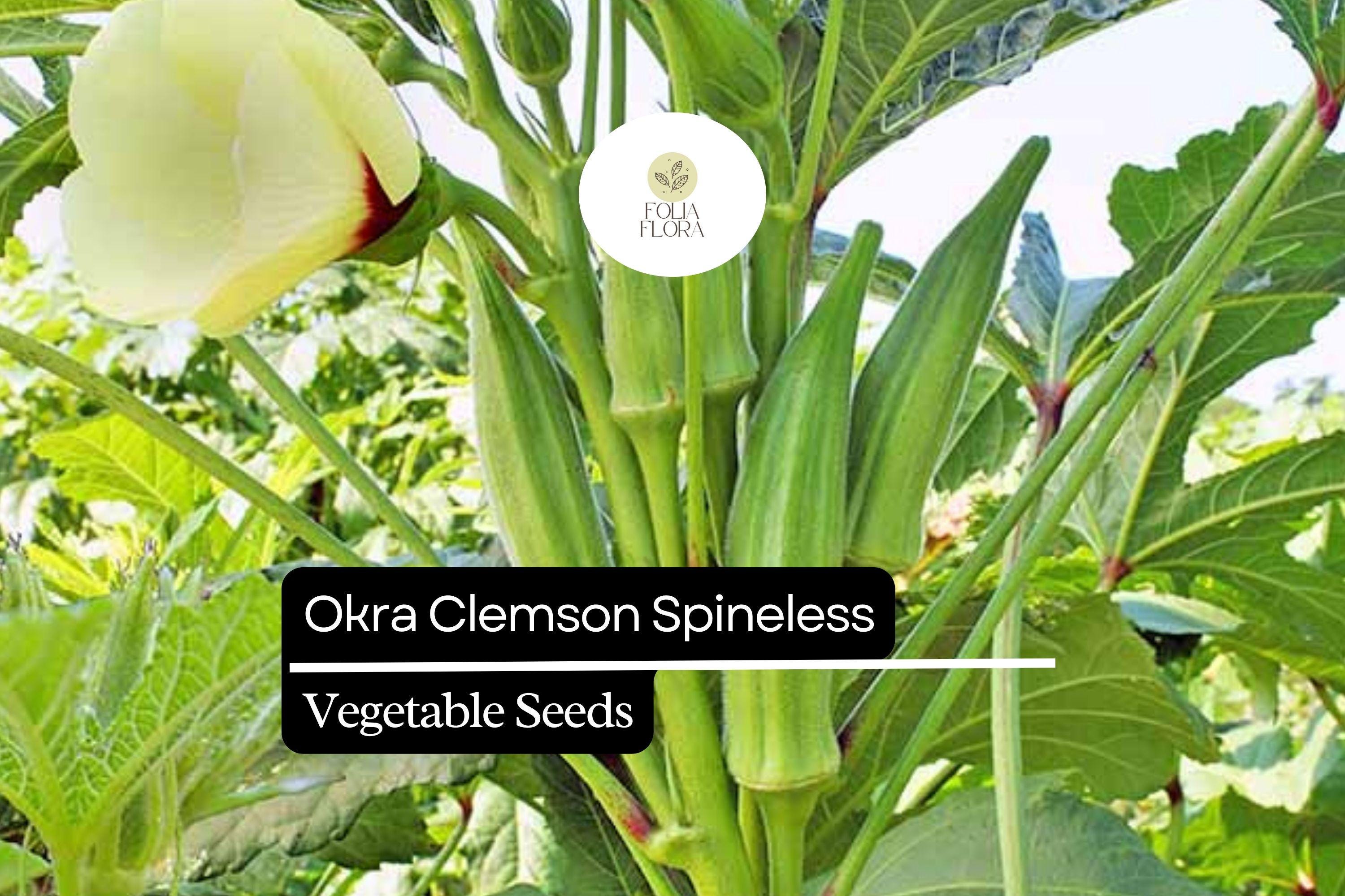 Clemson Spineless Okra Seeds | Heirloom, Non-GMO, High Yield