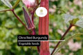 Red Burgundy Okra Seeds | Heirloom, Non-GMO, Heat Tolerant (1g)
