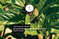 600 Seeds Cinnamon Basil, Ocimum Basilicum, Aromatic Herb with Spicy-Sweet Cinnamon Flavor