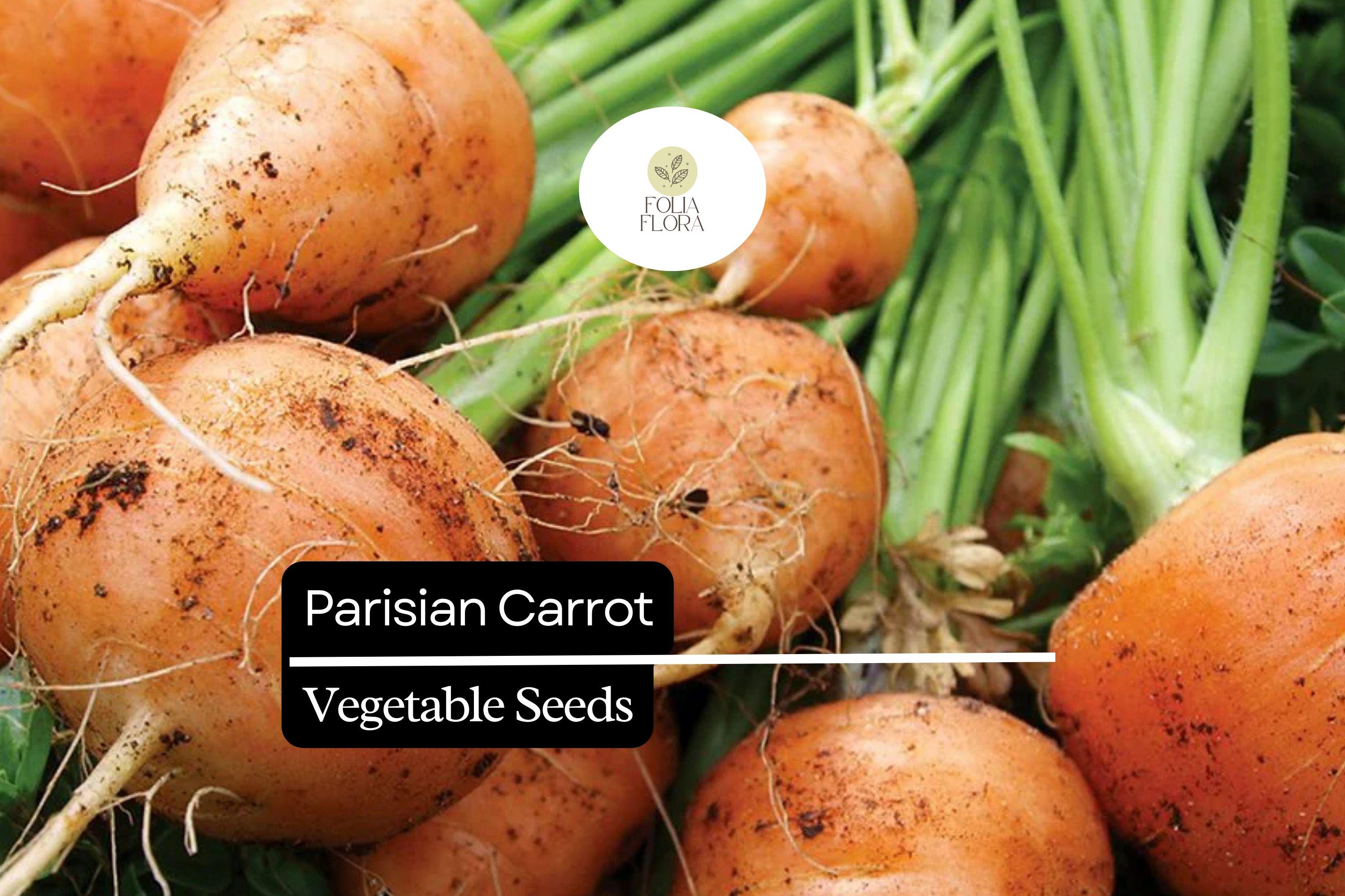 300 Seeds Parisian Carrot (Daucus carota) â€“ Small, Round Heirloom Variety for Gourmet Gardens