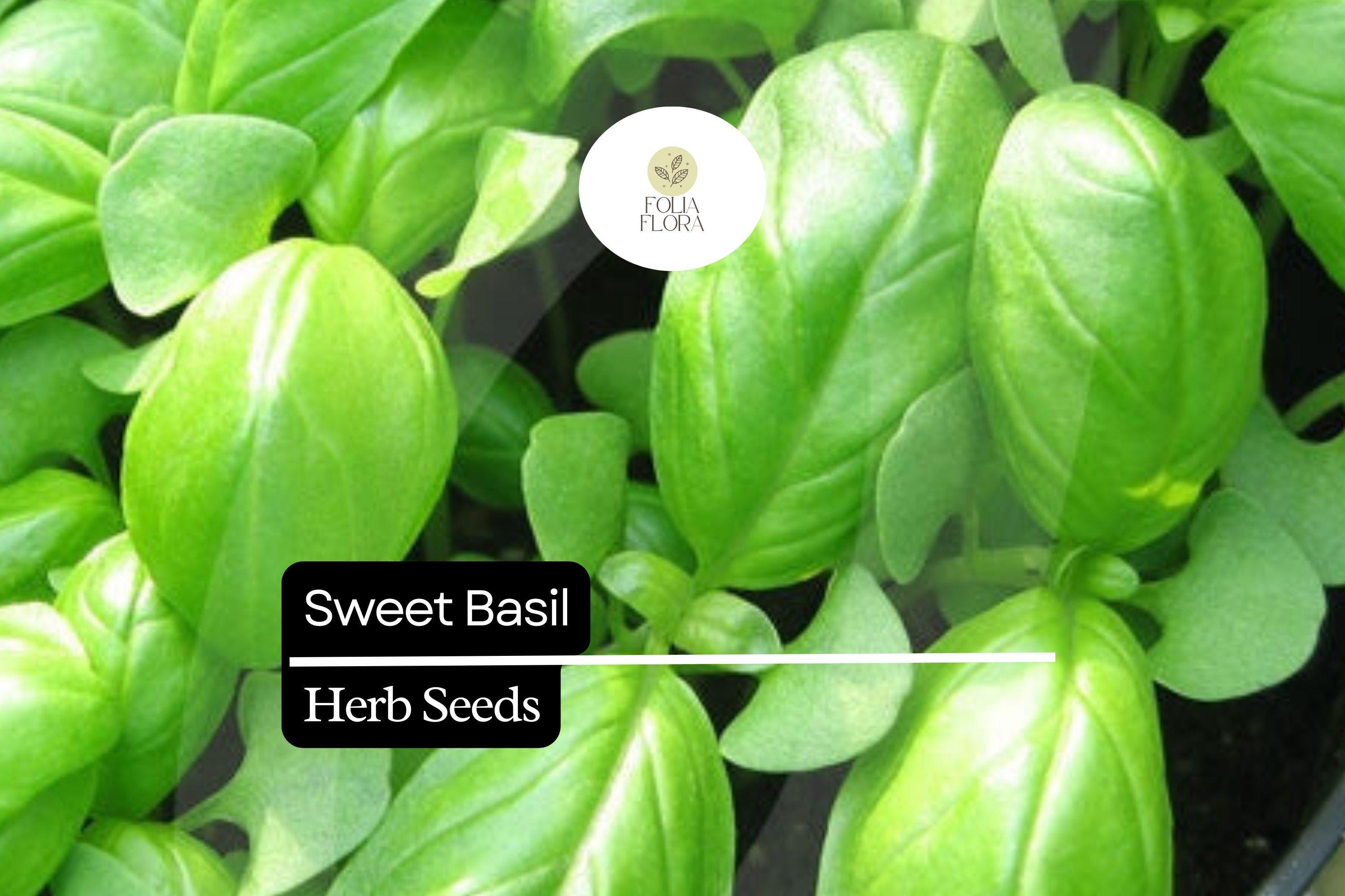 600 Seeds Sweet Basil â€“ Ocimum basilicum, Classic Culinary Herb for Cooking & Gardening