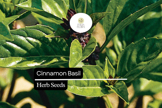 1200 Seeds Cinnamon Basil, Ocimum Basilicum, Aromatic Herb with Spicy-Sweet Cinnamon Flavor